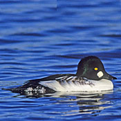 Common Goldeneye thumbnail
