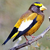 Evening Grosbeak thumbnail