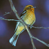 Flame-colored Tanager thumbnail