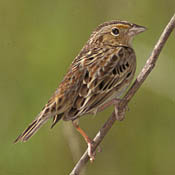 Grasshopper Sparrow thumbnail