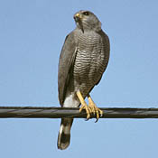 Gray Hawk thumbnail
