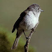 Gray Vireo thumbnail
