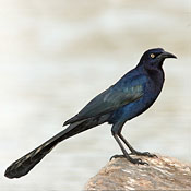 bird-image