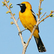bird-image