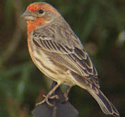 House Finch thumbnail