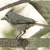 Juniper Titmouse thumbnail