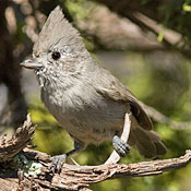 bird-image