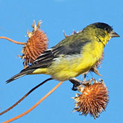 bird-image