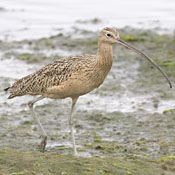 Long-billed Curlew thumbnail