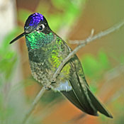Magnificent Hummingbird thumbnail