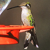 bird-image