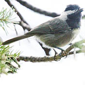 Mexican Chickadee thumbnail