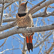 bird-image
