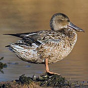bird-image