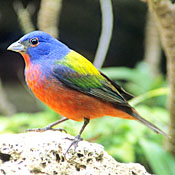 Painted Bunting thumbnail