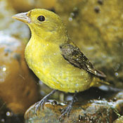 bird-image