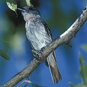 Rose-throated Becard thumbnail