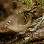 Ruby-crowned Kinglet thumbnail