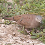 Ruddy Ground-Dove thumbnail