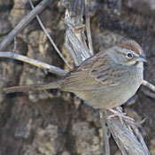 bird-image