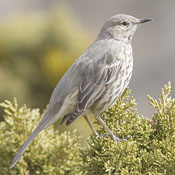 bird-image