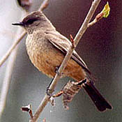 Say's Phoebe thumbnail