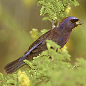 Varied Bunting thumbnail