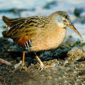 Virginia Rail thumbnail