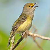 White-eyed Vireo thumbnail