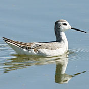 bird-image