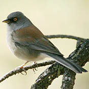 Yellow-eyed Junco thumbnail