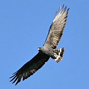 bird-image