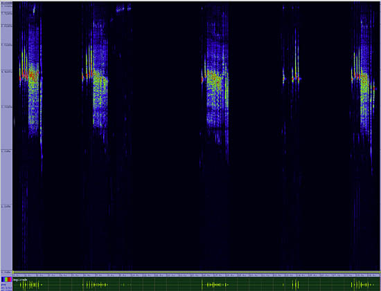 bird sonogram
