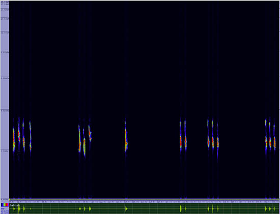 bird sonogram