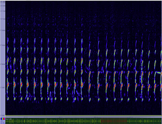 bird sonogram