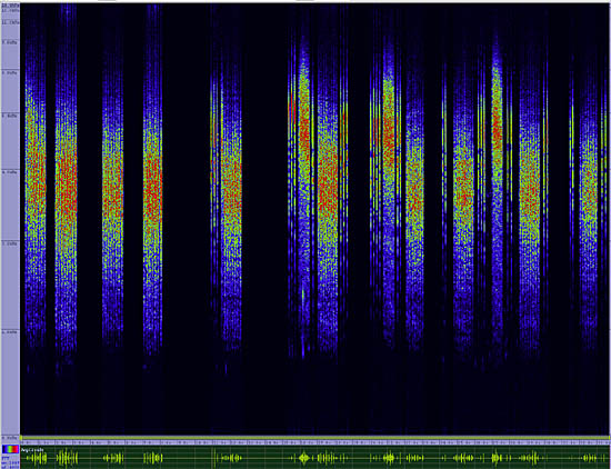 bird sonogram