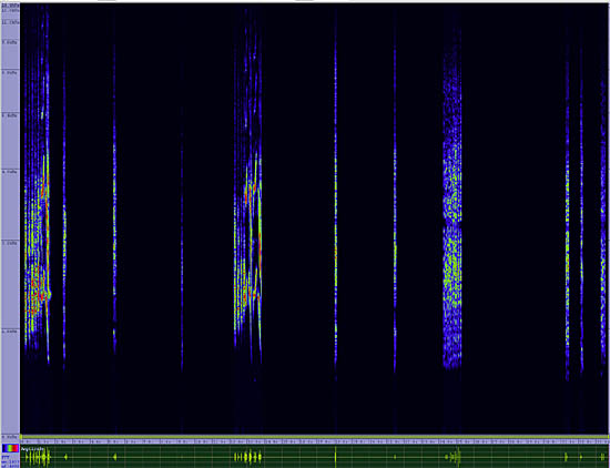 bird sonogram