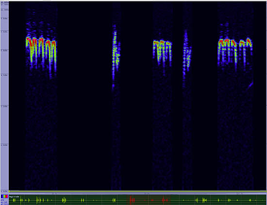 bird sonogram