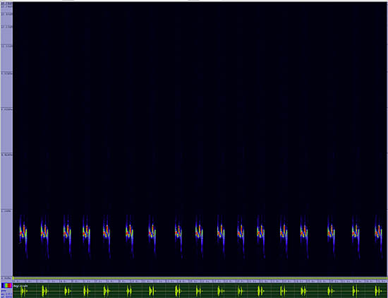 bird sonogram
