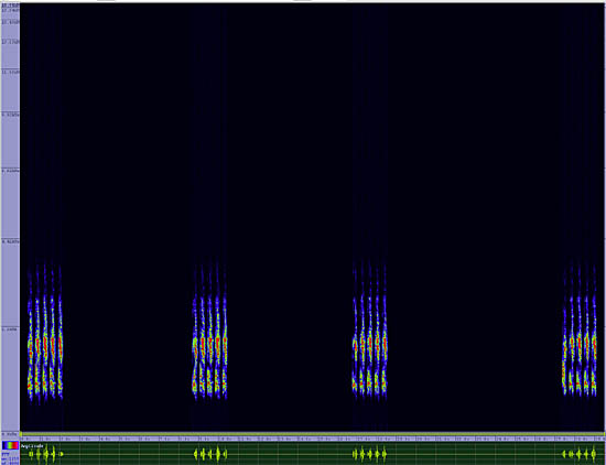 bird sonogram