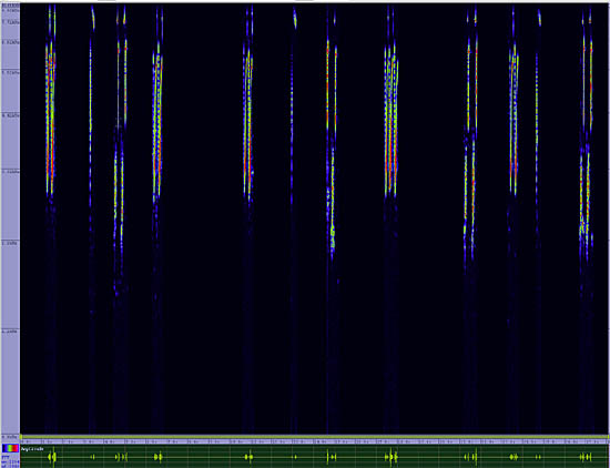 bird sonogram