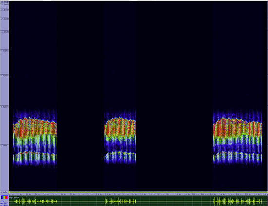 bird sonogram