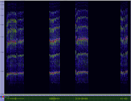 bird sonogram