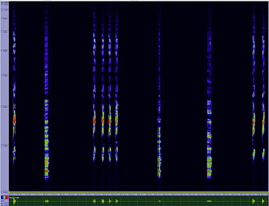 bird sonogram
