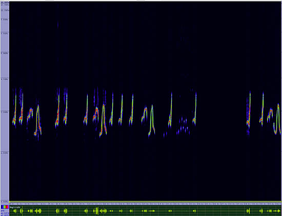 bird sonogram