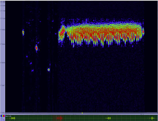 bird sonogram