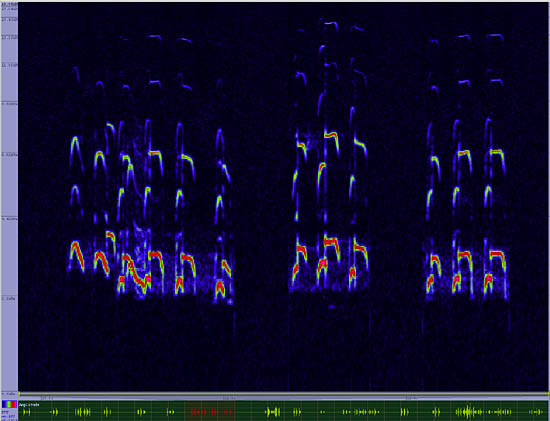 bird sonogram