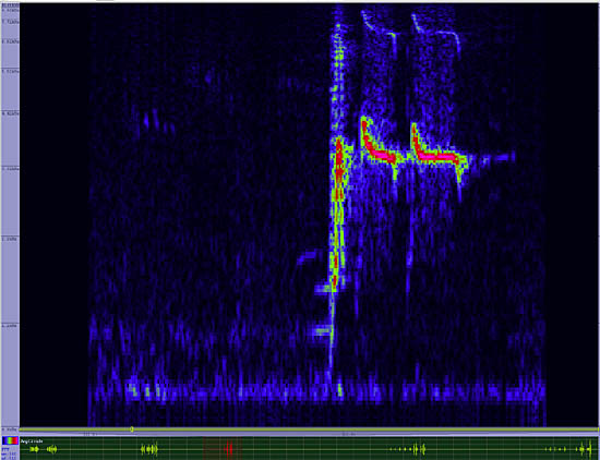 bird sonogram