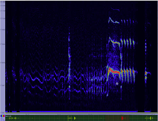 bird sonogram