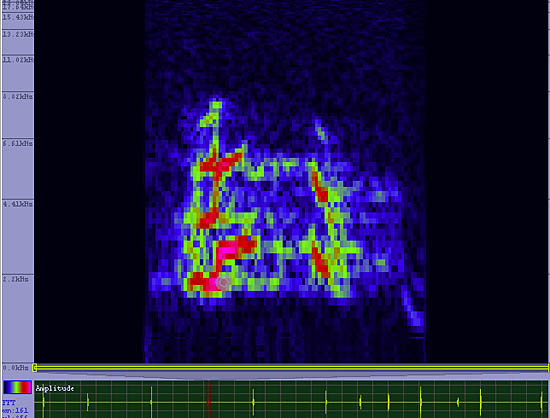 bird sonogram